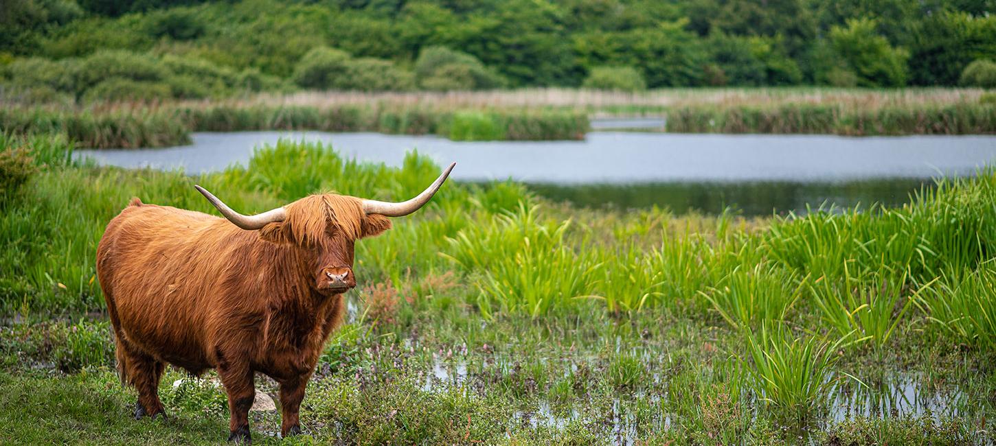 Højlandskvæg ved vandhul