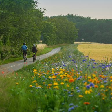 Cykelister på cykelstien ved Tullebølle